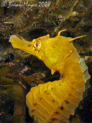 Sea Horse (Hippocampus abdominalis)<><><><>Canon G9, Inon... by Brian Mayes 